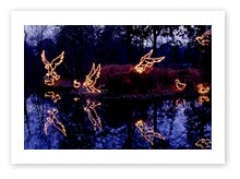 Lighted Park & Event Display, Lighted Bird Display