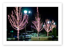 Tree Lighting and Landscape Lighting