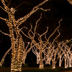 Commercial landscape and tree lighting